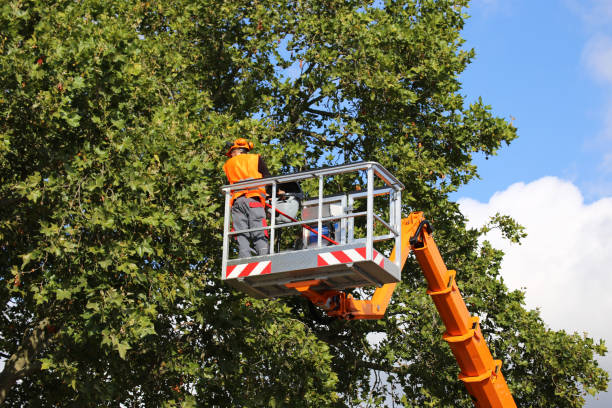 Tree Removal for Businesses in Rural Hall, NC